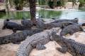 Ferma krokodyli